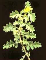 Tribulus Terrestris