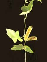 Mucuna Pruriens