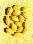 Terminalia Chebula