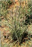 Plantago Ovata