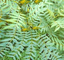 Senna Leaves